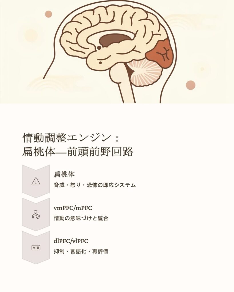 精神分析療法の脳科学 - 銀座泰明クリニック